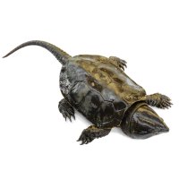 Hlavec plochý (Platysternon megacephalum) – natthawut ngoensanthia / Shutterstock