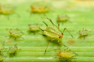 Kyjatka osenní (Sitobion avenae) – mattckaiser / Shutterstock