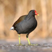 Slípka zelenonohá (Gallinula chloropus) – Miroslav Hlavko / Shutterstock