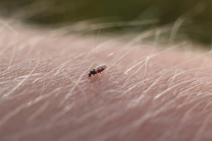 Pakomárec skotský (Culicoides impunctatus) – Jamierpc / Shutterstock