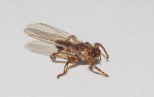 Kloš jelení (Lipoptena cervi) – MegSopki / Shutterstock