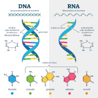 DNA a RNA, srovnání – VectorMine / Shutterstock, český popis CoJeCo.cz