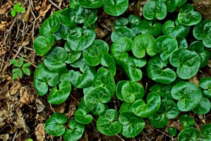 Kopytník evropský (Asarum europaeum) – weha / Shutterstock