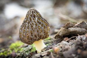 Smrž obecný (Morchella esculenta) – Jaroslav Machacek / Shutterstock