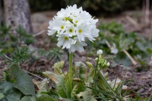 Prvosenka zoubkatá (Primula denticulata) – Marek Durajczyk / Shutterstock