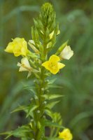 Pupalka dvouletá (Oenothera biennis) – Joe Ferrer / Shutterstock