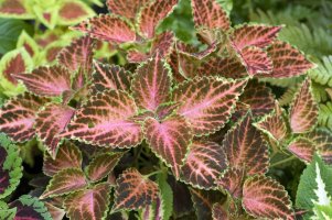 Pochvatec šišákovitý (Coleus blumei) – Profimedia.cz