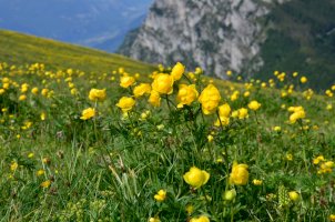 Upolín evropský (Trollius altissimus) – SarnaFoto / Shutterstock