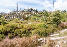 Plechý – jansirina / Shutterstock