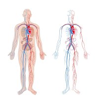 Oběhový systém, hrubé znázornění tepen (červeně) a žil (modře) – Olga Bolbot / Shutterstock