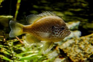 Slunečnice pestrá (Lepomis gibbosus) – Andrej Jakubik / Shutterstock