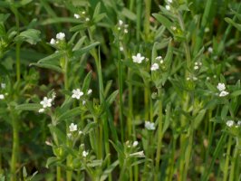 Kamejka rolní (Lithospermum arvense) – Lars Porta / Shutterstock