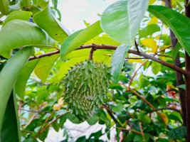 Láhevník ostnitý (Annona muricata), plod – Zhafiqa / Shutterstock
