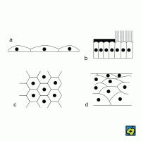 Epitel: (a) dlaždicový, (b) cylindrický normální a řasinkový, (c) dlaždicový (při pohledu svrchu), (d) dlaždicový vícevrstvený – CoJeCo.cz (CC BY-SA 4.0)
