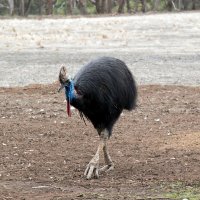 Kasuár přilbový (Casuarius casuarius) – Susan Flashman / Shutterstock