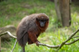 Titi červený (Plecturocebus cupreus) – Lauren Bilboe / Shutterstock