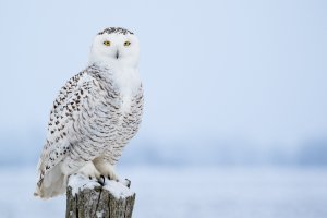 Sovice sněžní (Bubo scandiacus) – RT Images / Shutterstock