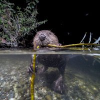 Bobr evropský (Castor fiber) – benny337 / Shutterstock