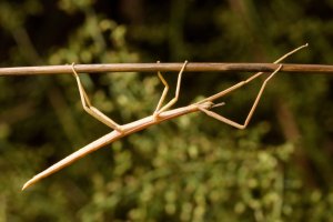 Pakobylka vyzáblá (Bacillus rossius) – Pedro Luna / Shutterstock