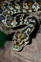 Krajta kobercová (<em>Morelia spilota</em>) – David Clode / Unsplash