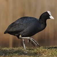 Lyska černá (Fulica atra) – Artur Bociarski / Shutterstock
