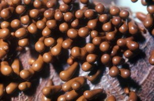 Lesklík křehký (Leocarpus fragilis) – Profimedia.CZ