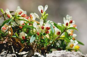 Zimostrázek alpský (Polygala chamaebuxus) – Gherzak / Shutterstock