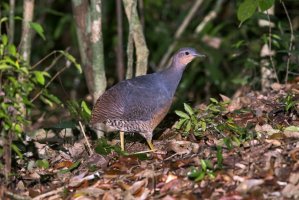 Tinama žlutonohá (Crypturellus noctivagus) – Leonardo Mercon / Shutterstock