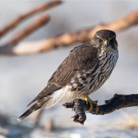 Dřemlík tundrový (Falco columbarius) – Randy G. Lubischer / Shutterstock