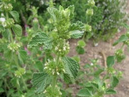 Jablečník obecný (Marrubium vulgare) – Heike Rau / Shutterstock