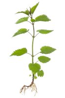 Kopřiva dvoudomá – Tompet / Shutterstock