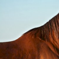 Kohoutek koně – Au_Cr / Shutterstock