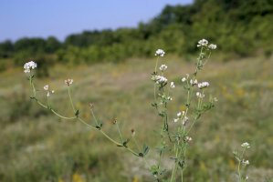 Bílojetel bylinný (Dorycnium herbaceum) – Vankich1 / Shutterstock