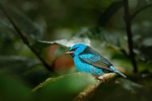 Pitpit modrý (Dacnis cayana), samec – Ondrej Prosicky / Shutterstock