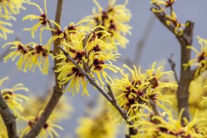 Žlutě kvetoucí vilín prostřední (Hamamelis × intermedia) – Iva Vagnerova / Shutterstock