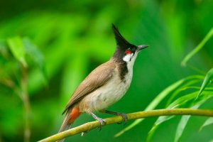 Drozdec červenouchý (Pycnonotus jocosus) – Yanny_yu_hiuyan / Shutterstock