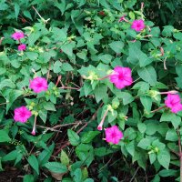 Jalapa počistivá (Exogonium purga, Ipomoea purga) – Angga Gautama / Shutterstock