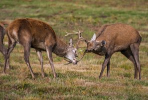 Zápasící jeleni v říji – Karl Weller / Shutterstock
