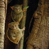 Nártoun celebský (Tarsius spectrum), Národní park Tangkoko, Indonésie – Ondrej Prosicky / Shutterstock