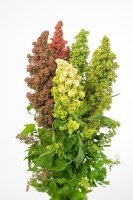 Merlík čilský (Chenopodium quinoa), různé barevné variety – InfoFlowersPlants / Shutterstock