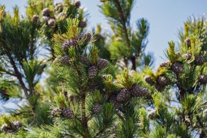 Borovice limba (Pinus cembra), detail větvičky se šiškami – Chamois huntress / Shutterstock