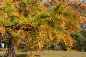 Pamodřín líbezný (Pseudolarix amabilis) – Peter Turner Photography / Shutterstock