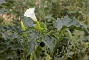 Durman obecný (Datura stramonium) – LFRabanedo / Shutterstock