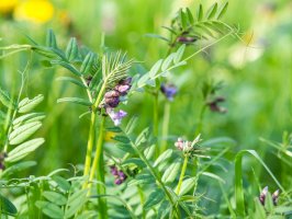 Vikev plotní (Vicia sepium) – mcajan / Shutterstock
