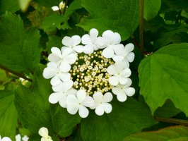 Kalina obecná (Viburnum opulus), květ – Sunbunny Studio / Shutterstock