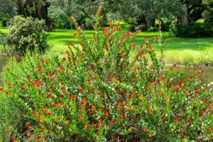 Zlatoplod (Chrysobalanus icaco), rostlina – Holly Guerio / Shutterstock