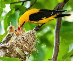 Žluva hajní (Oriolus oriolus) krmící mláďata – WildMedia / Shutterstock