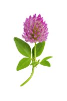 Hlávkovité květenství jetele (Trifolium) – Daria A / Shutterstock