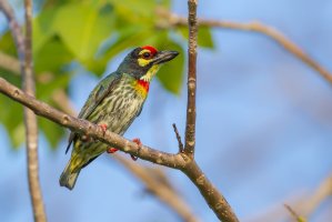 Vousák zvučnohlasý (Megalaima haemacephala), Thajsko – kajornyot wildlife photography / Shutterstock