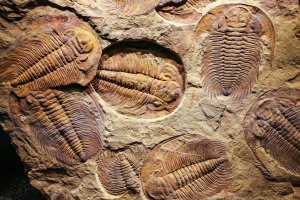 Otisky 500 milionů let starých vyhynulých trilobitů (Trilobita) – Merlin74 / Shutterstock